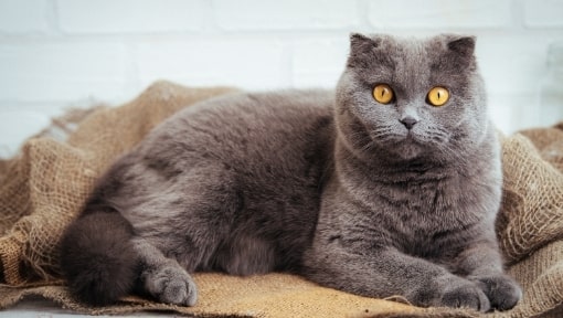 Scottish fold kedisi