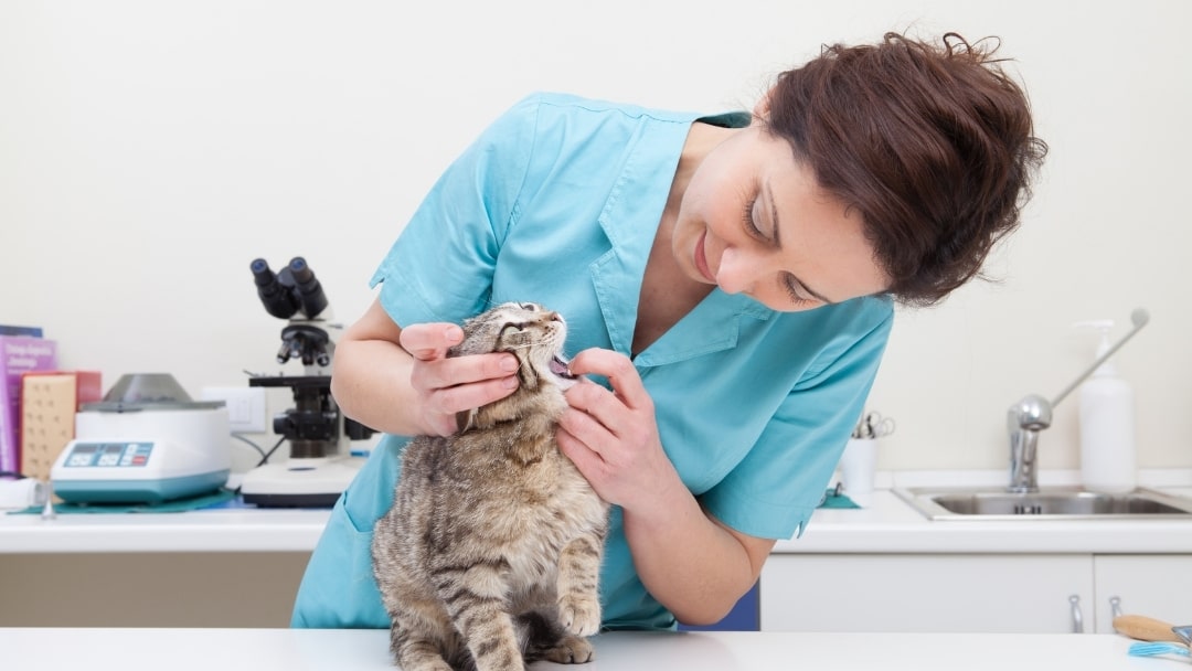 Kedi hastalıkları ve Aşılar Kadınsal Mevzular kadın